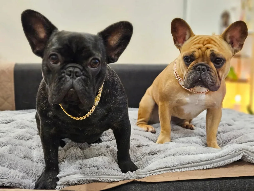 Luxury Diamond Cuban Link Pet Collar | Stainless Steel Dog & Cat Jewelry with Secure Buckle